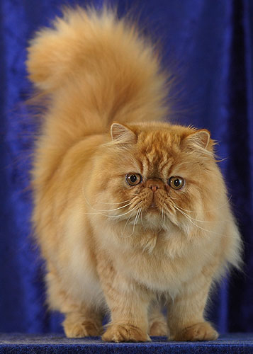 Persian Cat Image
