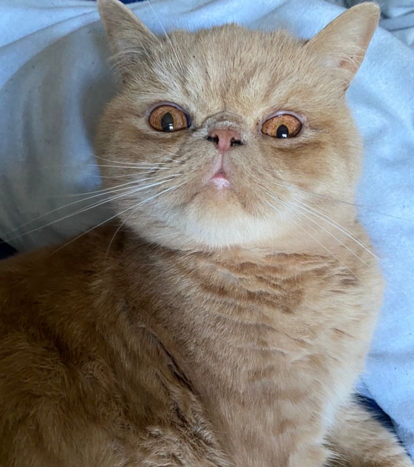 Exotic Shorthair Cat image