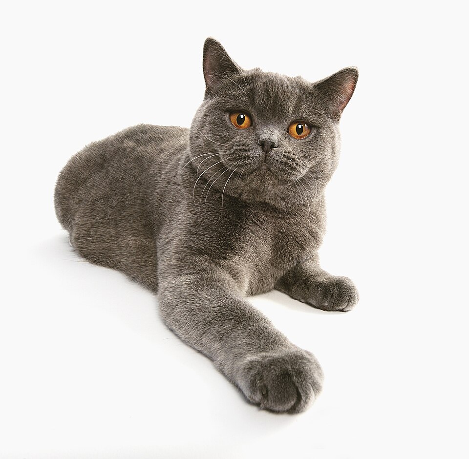 British shorthair cat image