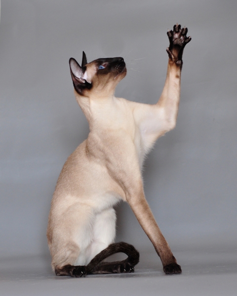 Siamese Cat image