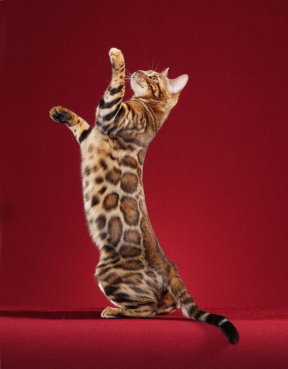 Bengal Cat image