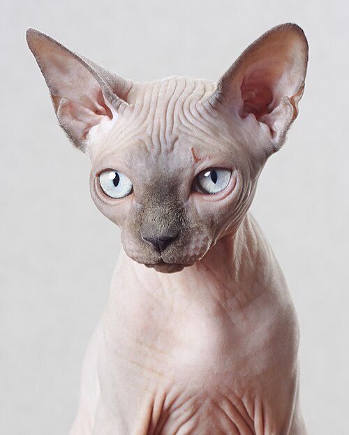 Sphynx Cat image