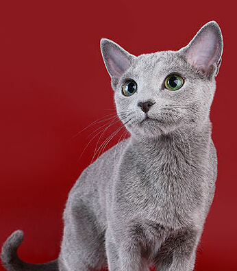 Russian Blue