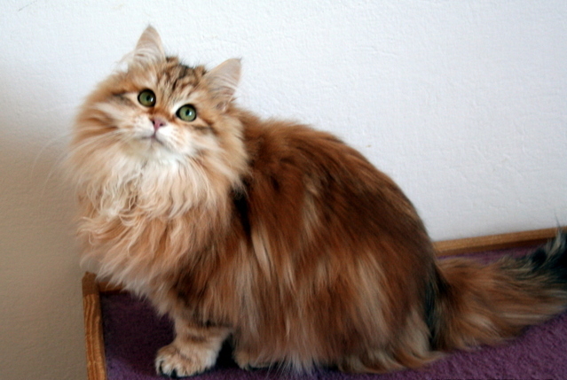Siberian cat image