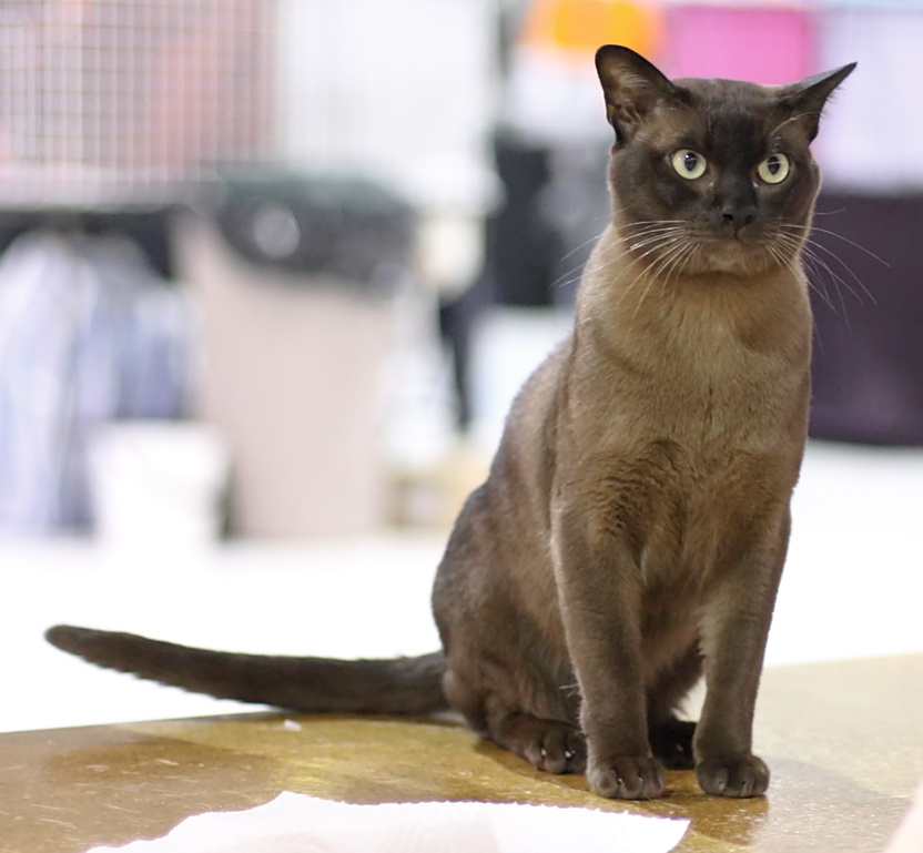 Burmese cat image