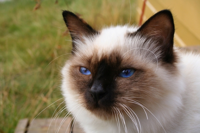 Birman cat image