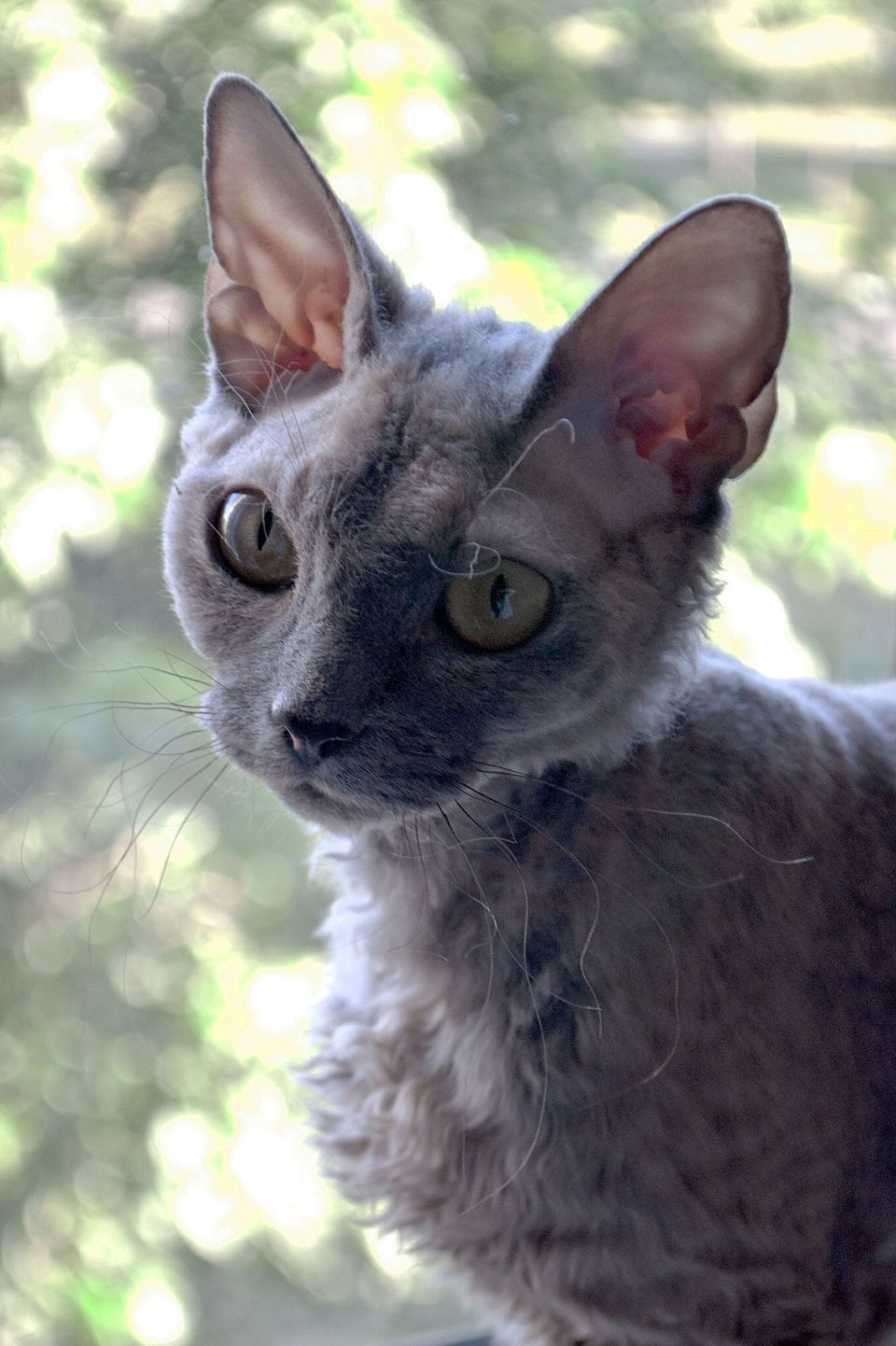 Devon Rex cat image