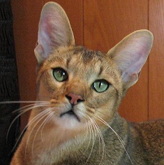 Chausie cat image