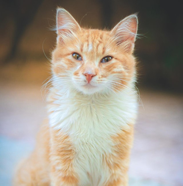 Arabian Mau cat image