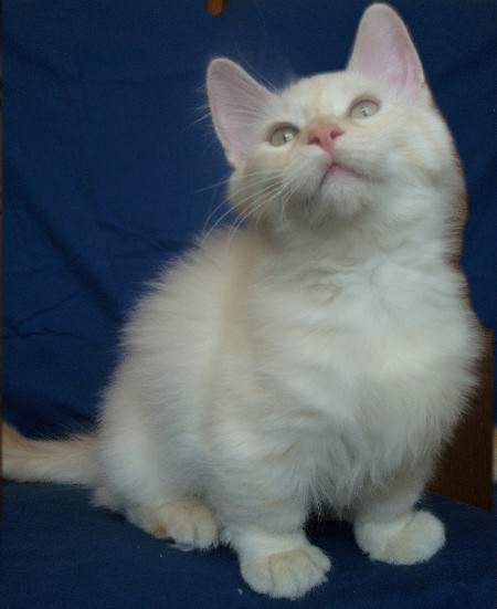 Munchkin cat image